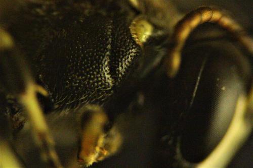 Hylaeus sp.